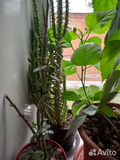 Комнатные цветы