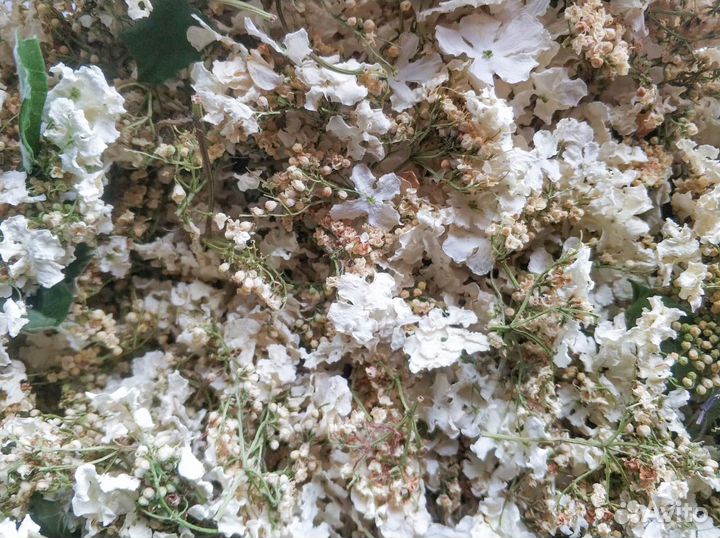 Цветы калины(калиновый цвет) сушёный, 50г