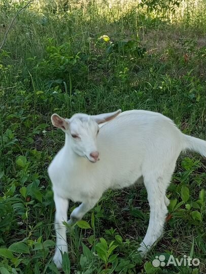 Козочка зааненская