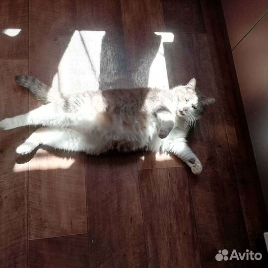 Платная передержка домашних животных.Выгул собак