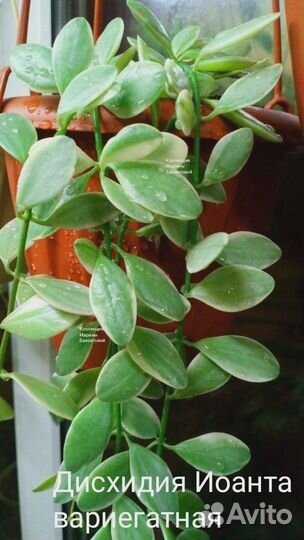 Дисхидии срезкой