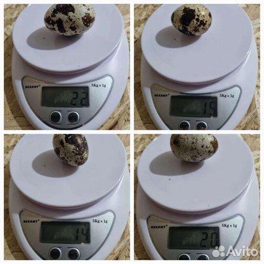 Перепелки. Яйцо, мясо. Инкубационное яйцо