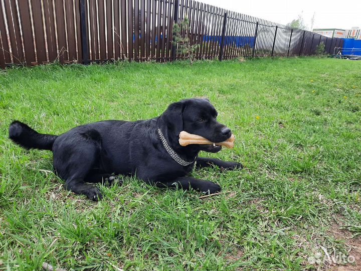 Лабрадор вязка