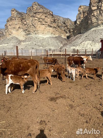 Продаются коровы с телятами