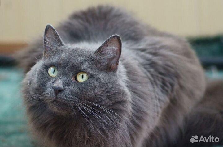 Кошки в добрые руки