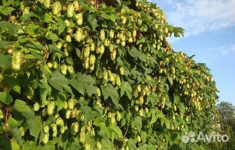 Шишки хмеля