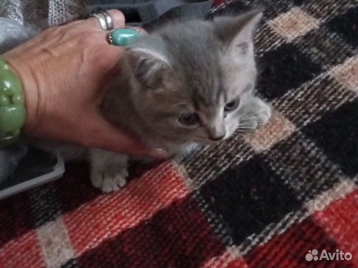 Шотландский котёнок