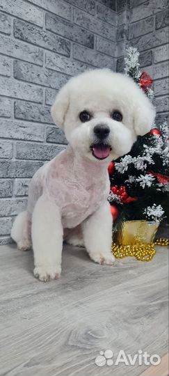 Стрижка собак