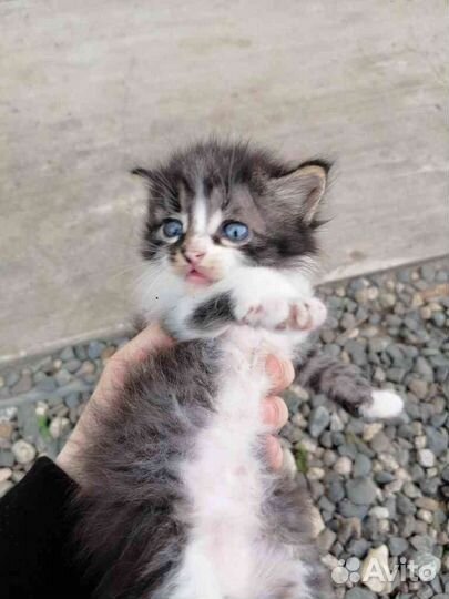 Котята в дар