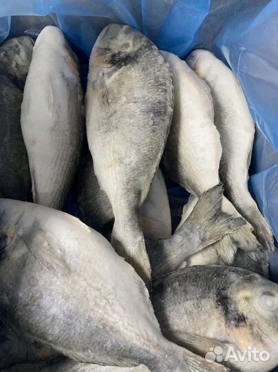 Рыба и Морепродукты