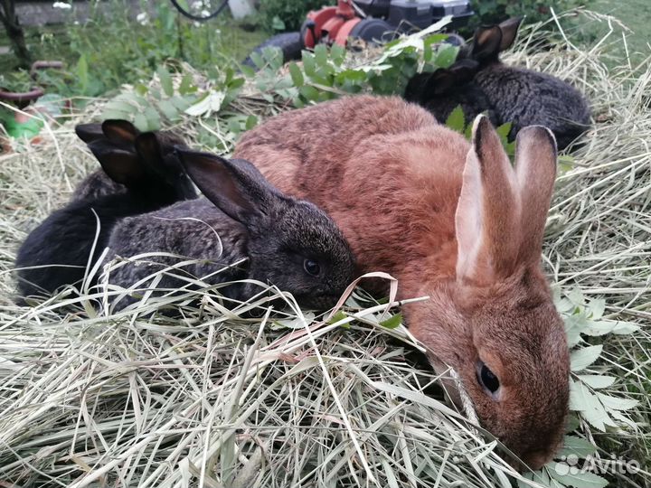Мама с крольчатами