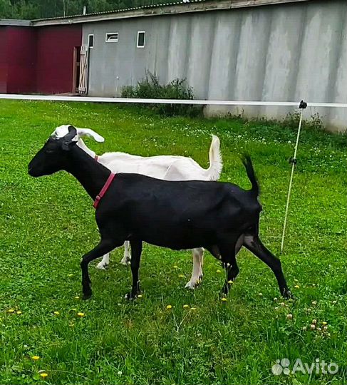 Дойные козы