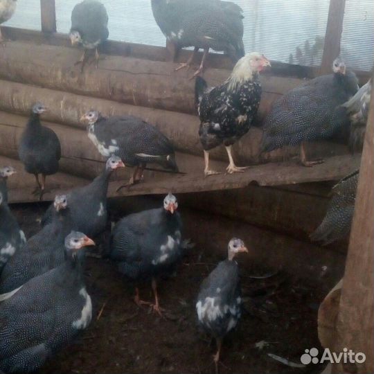 Цесарки, цесарята