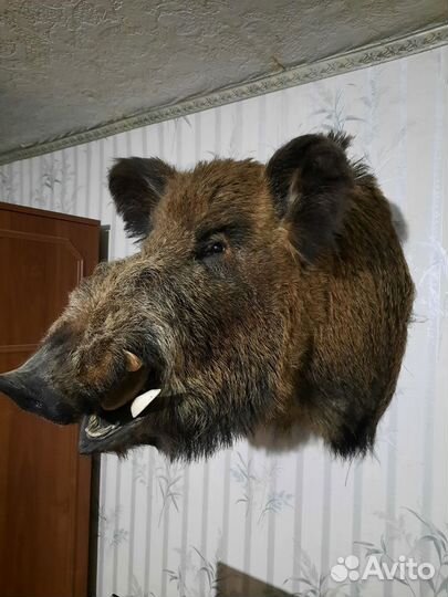 Чучело головы кабана