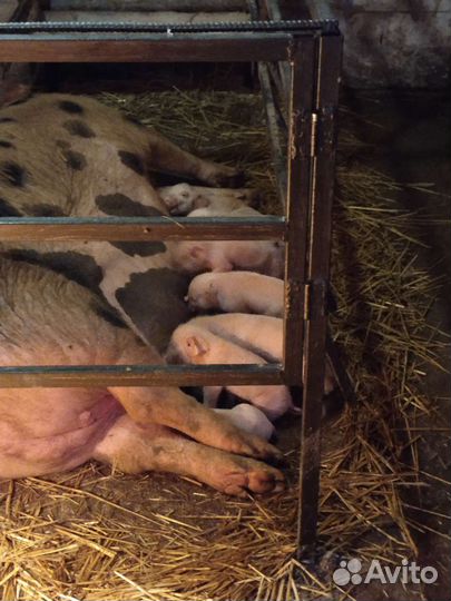 Поросята, возможен обмен на (Корм)