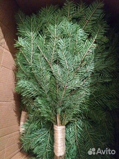 Пихтовый веник