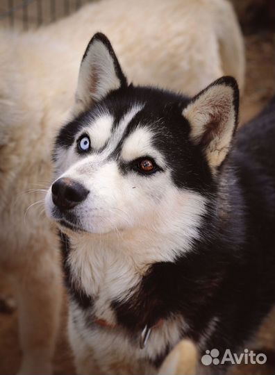 Симба в добрые руки