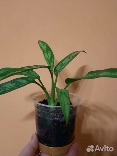 Аглаонема cutlass