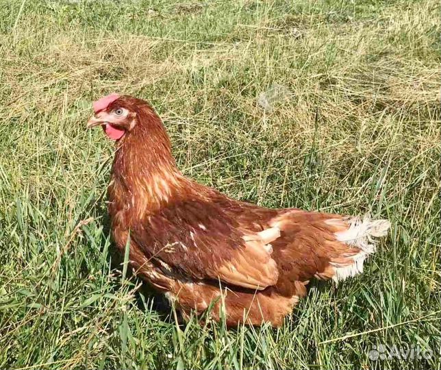 Несушка Ломан Браун