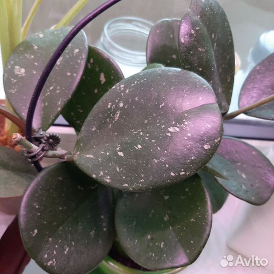 Хойи на срез и укорененные