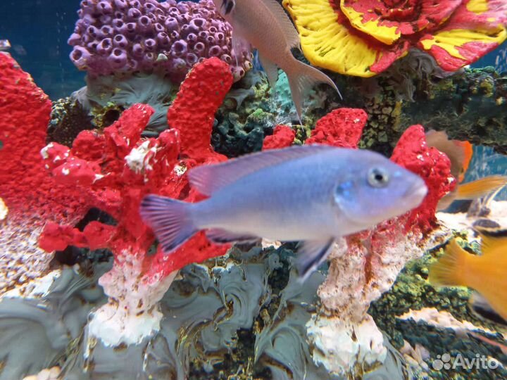 Малек цихлид