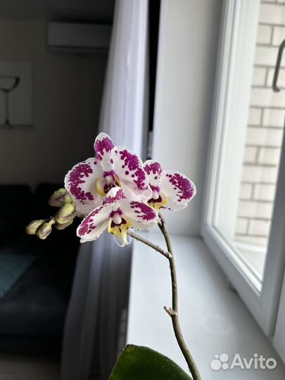 Орхидея