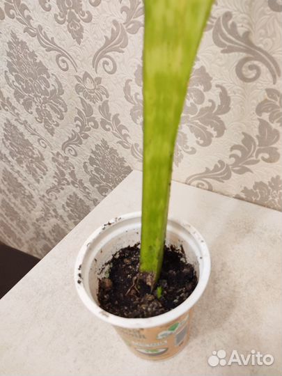 Комнатные цветы сансенвирия