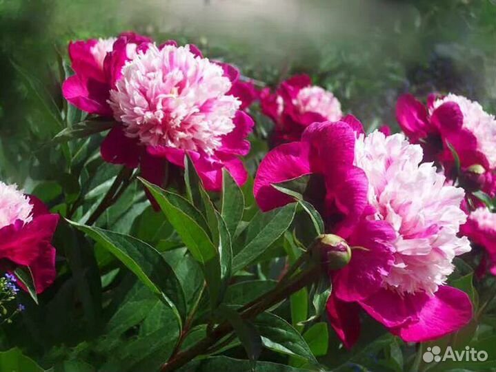 Редкие сорта пионов