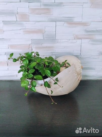 Пеперомия Глабелла головатая Кипарис