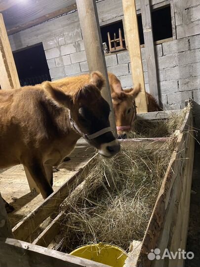 Джерсийская корова