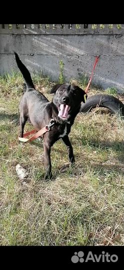 Бакс ищет семью