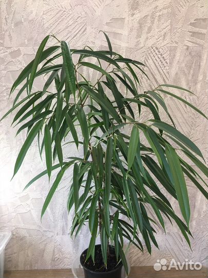 Фикус Али, Тинеке, сафари