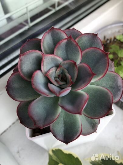 Эхеверия mystery