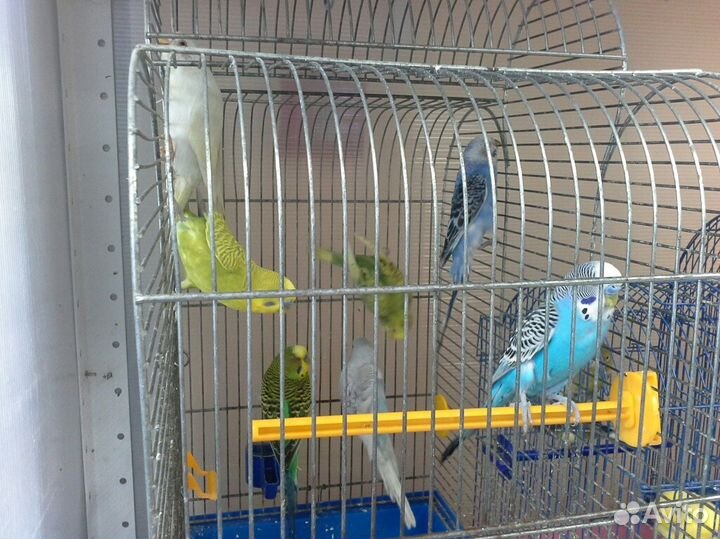 Волнистые попугаи, неразлучники, кореллы