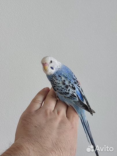 Попугай ручной волнистый чехи кенар какарики
