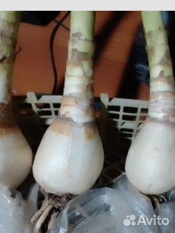 Кринум белый цветок луковицы