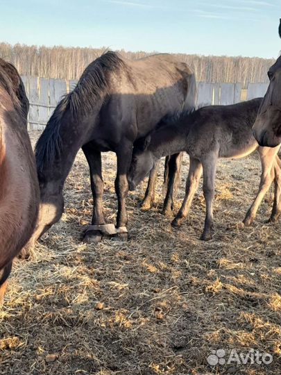 Кобылы с жеребятами