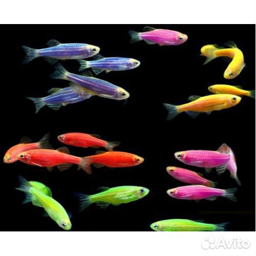 Аквариумные рыбки и креветки
