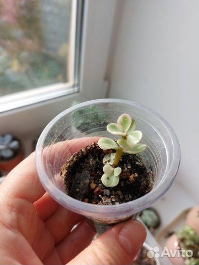 Суккуленты