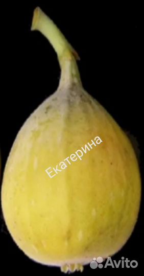 Комнатные инжиры, инжир с плодами