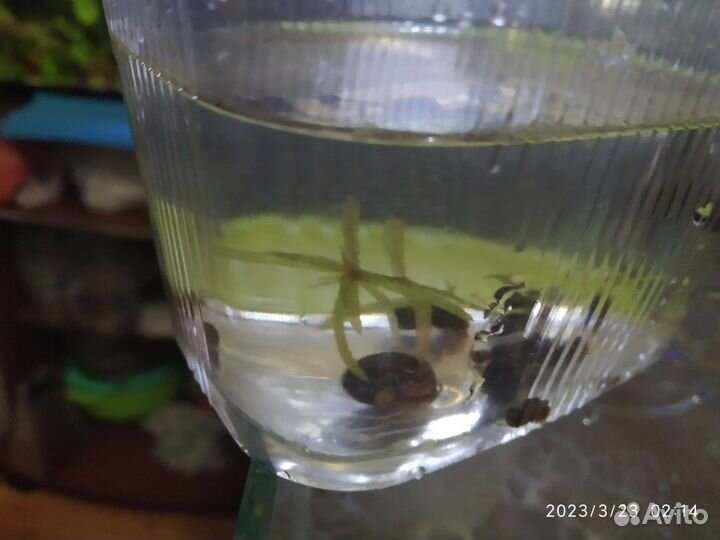 Улитки катушки. Бесплатно