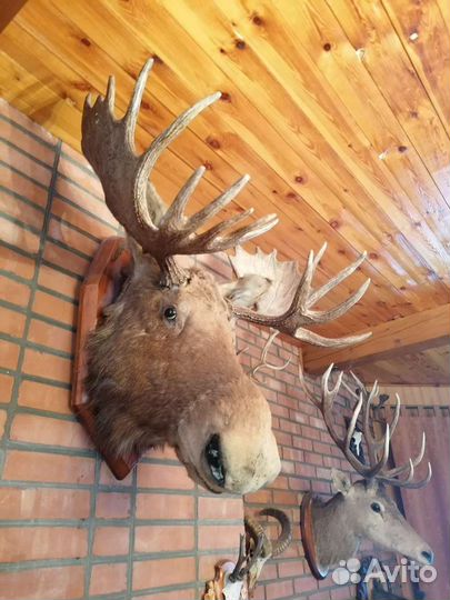 Чучело голова Лося на щите