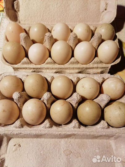 Ия Индоутки(Мускусная утка)