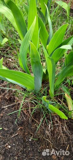 Первоцвет Мускари