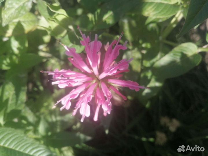 Монарда и другие многЛетние растения о