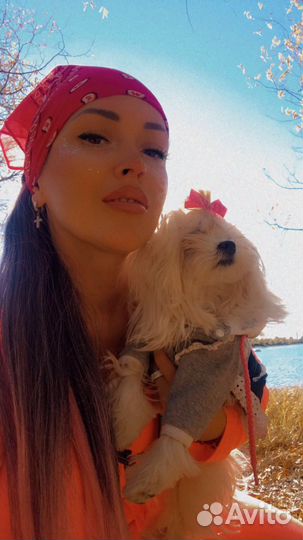 Щенки мальтезе мини