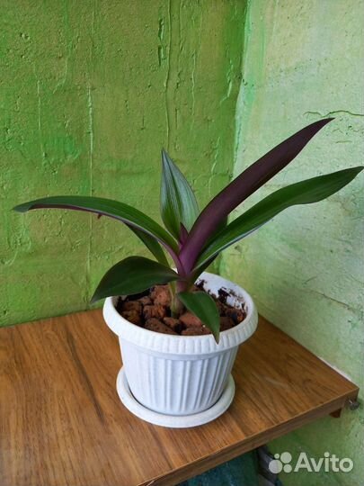 Традесканция рео