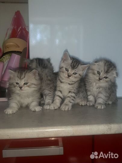 Котята бриташки