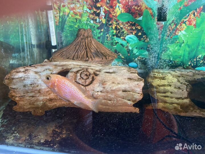 Рыбки,Орхидея