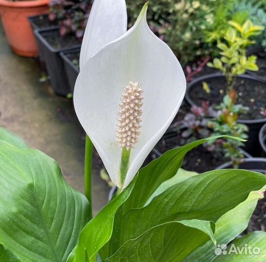 Спатифиллум